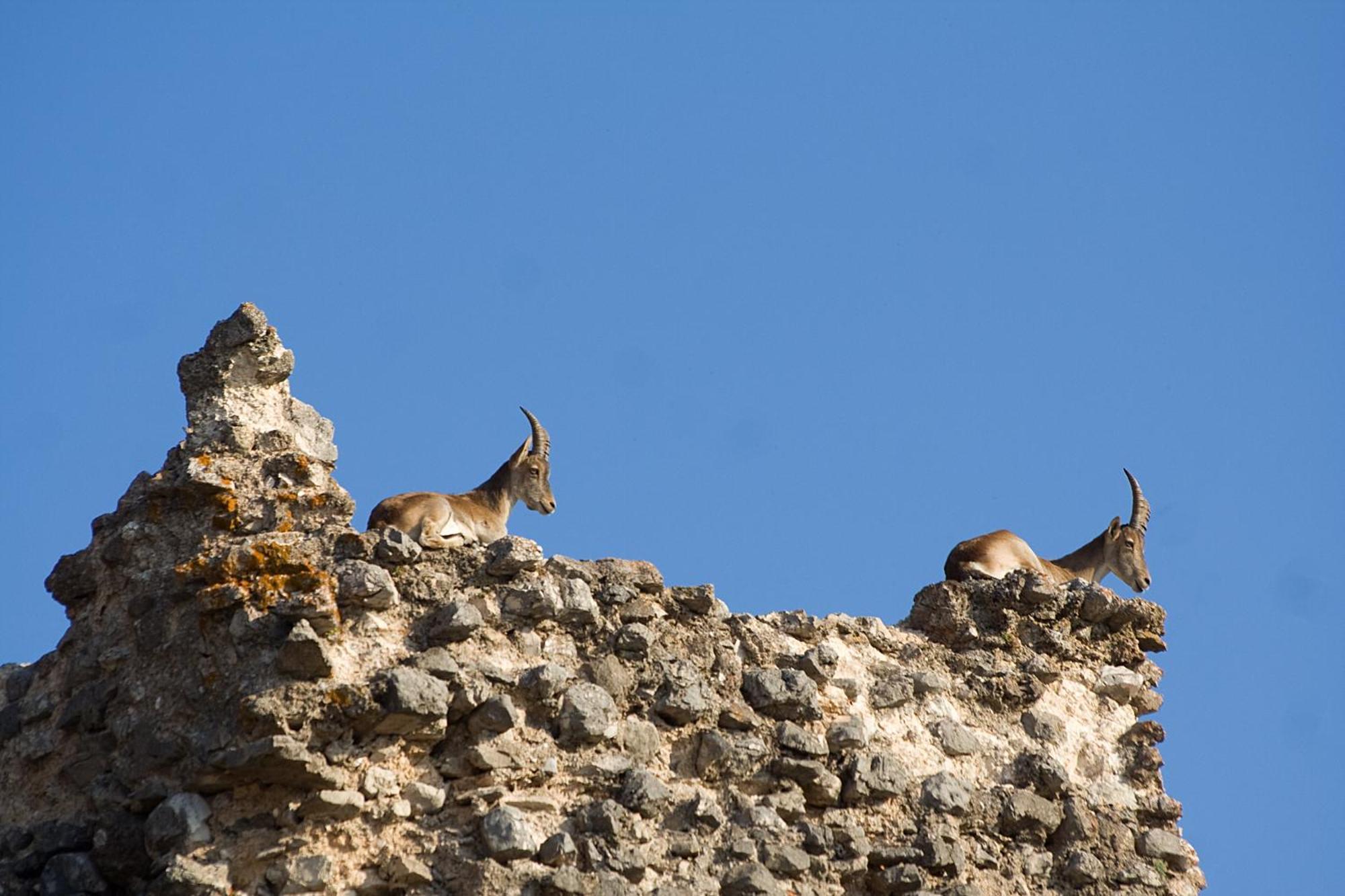 Los Huertos De Segura Segura de la Sierra Eksteriør bilde